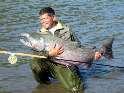 The photo of the week shows a huge Chinook (King) Salmon landed and released on the Skeena River by Gerard Mathijssen of Holland while Spey fly fishing a few years ago this time of year.  By measurement, catch and release formula, the fish was estimated